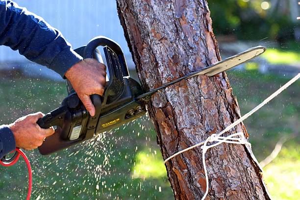 Professional Tree Removal Services in Window Rock, AZ