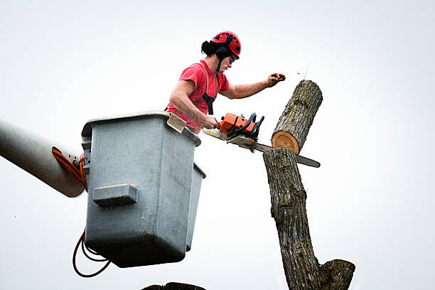 How Our Tree Care Process Works  in  Window Rock, AZ