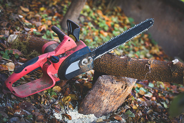 Best Tree Removal  in Window Rock, AZ